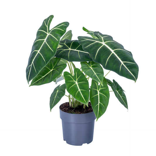 Alocasia Frydek 55cm 17cm Pot