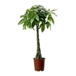 Pachira aquatica 155cm 27cm Pot