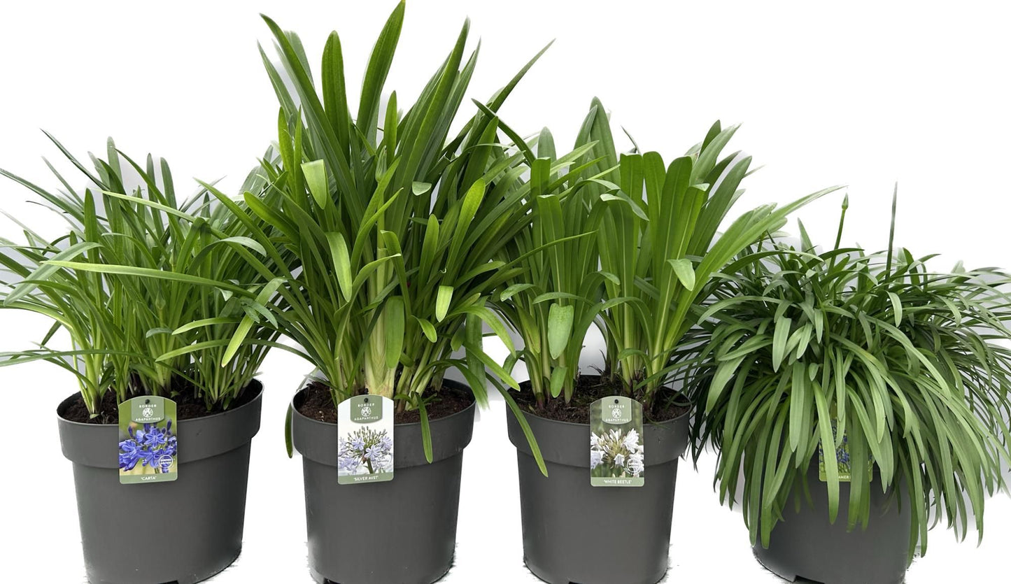 Agapanthus africanus 50cm 30cm Pot