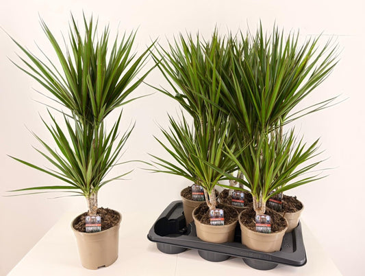 Dracaena marginata 70cm 17cm Pot