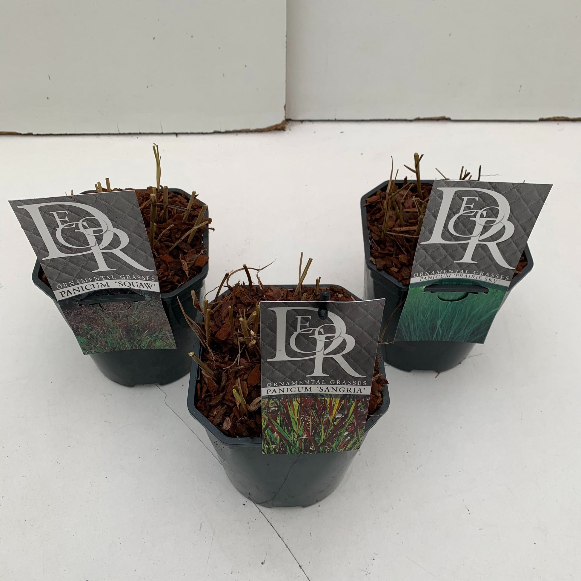 Panicum mix 30cm 17cm Pot
