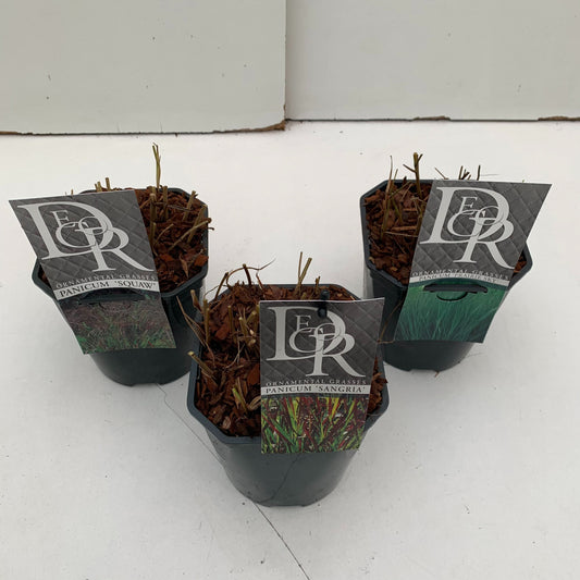 Panicum mix 30cm 17cm Pot