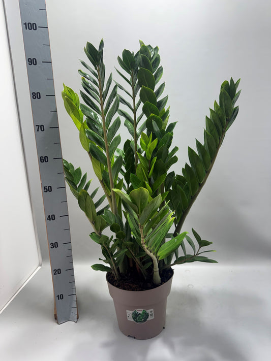 Zamioculcas zamiifolia 90cm 23cm Pot