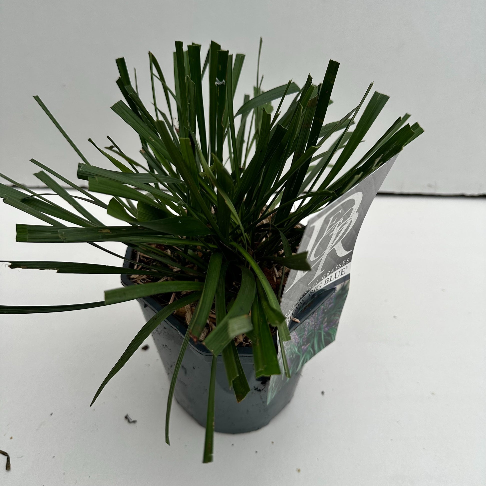 Liriope muscari Big Blue 25cm 17cm Pot