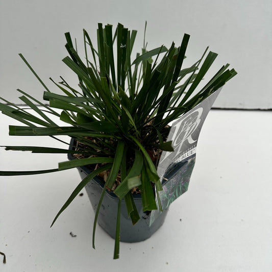 Liriope muscari Big Blue 25cm 17cm Pot