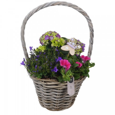 PTPP7030 Arrangementen Perkplanten 50cm 26cm Pot