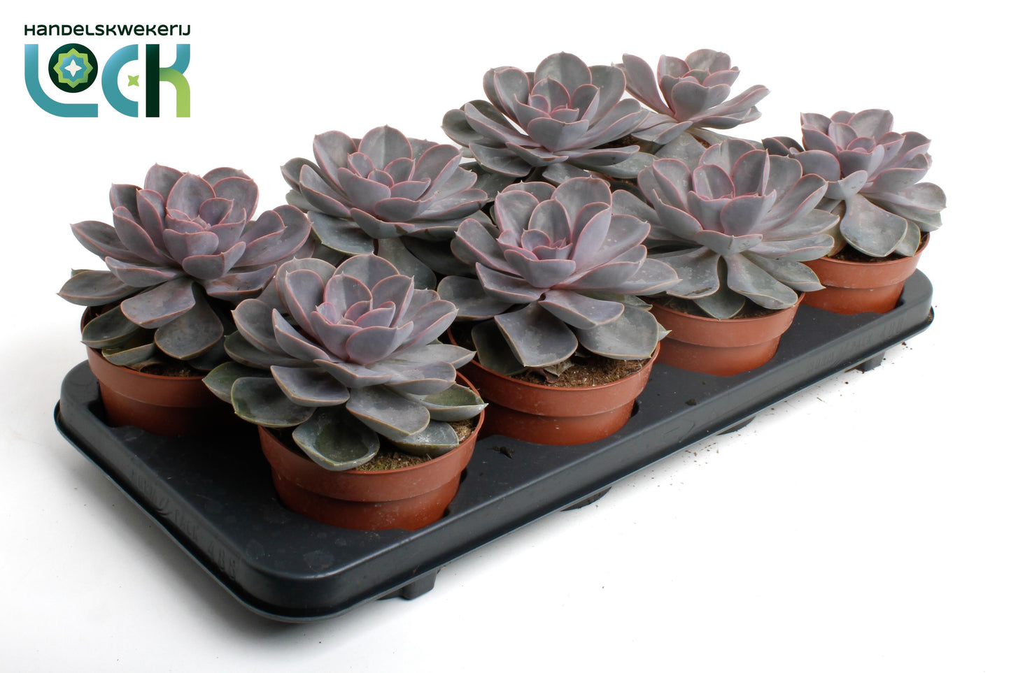 Echeveria Perle von Nuernberg 15cm 12cm Pot