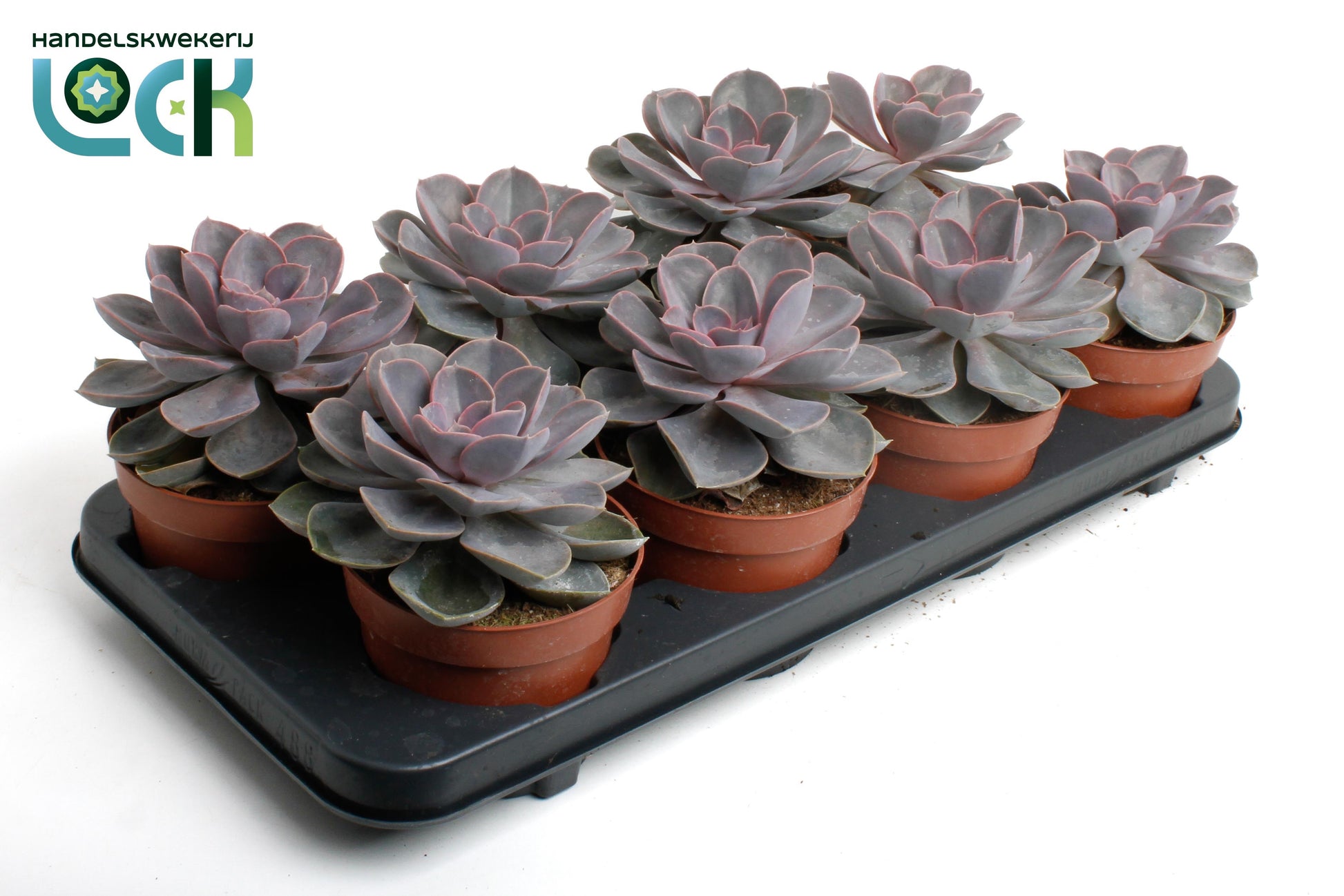 Echeveria Perle von Nuernberg 15cm 12cm Pot