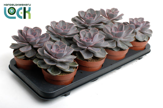 Echeveria Perle von Nuernberg 15cm 12cm Pot