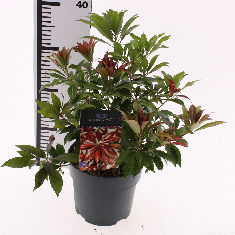 Snepvangers Tuinplanten Pieris japonica Katsura Pack of 6