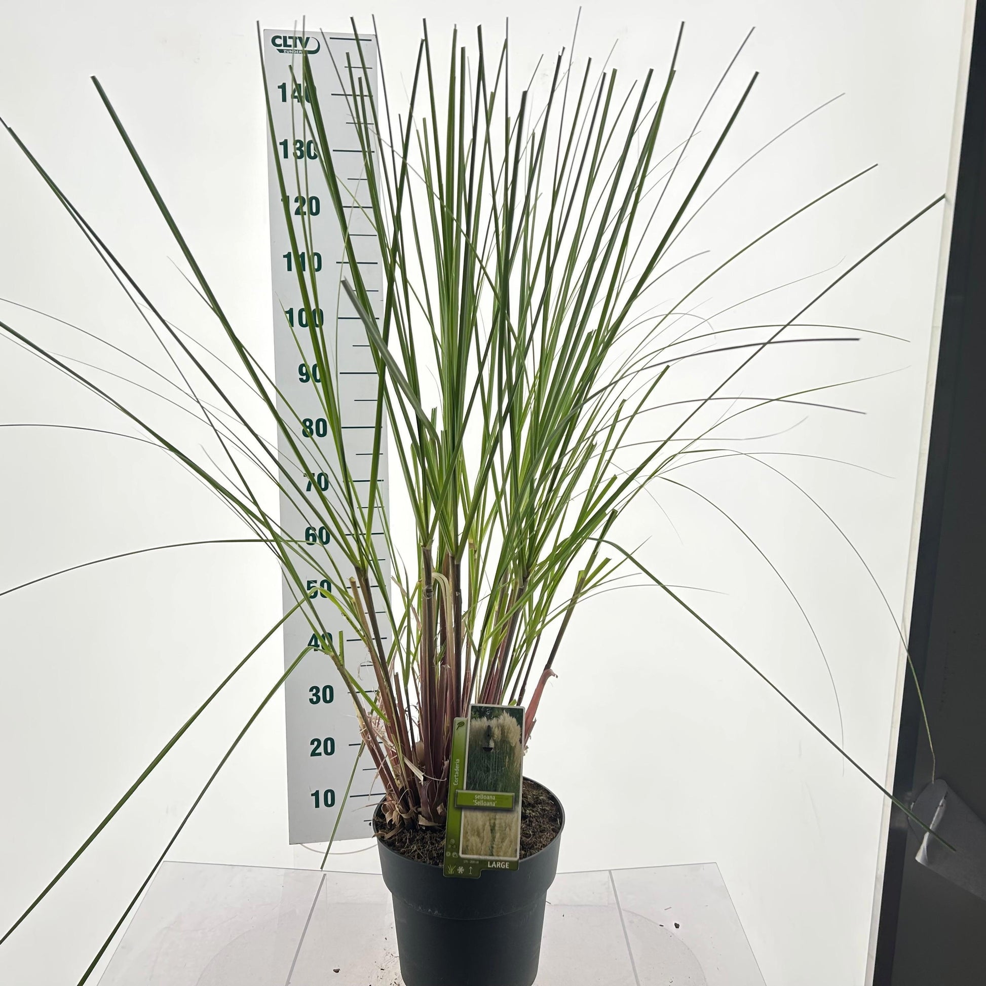 Cortaderia selloana 100cm 29cm Pot