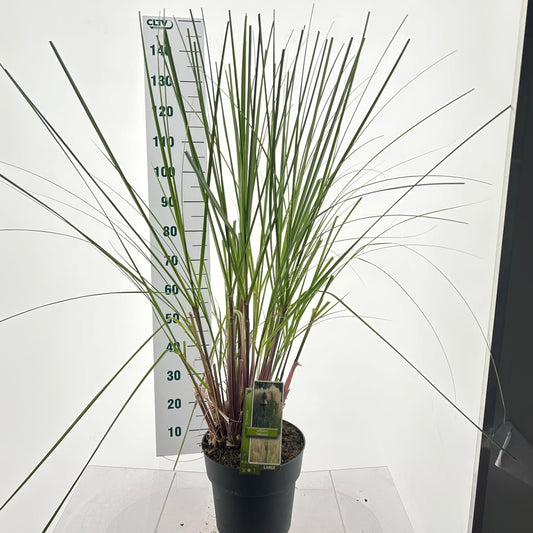 Cortaderia selloana 100cm 29cm Pot