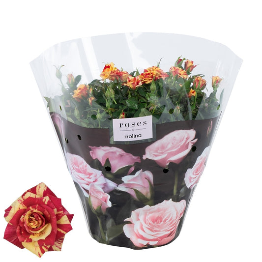 Rosa Liss 32cm 23cm Pot