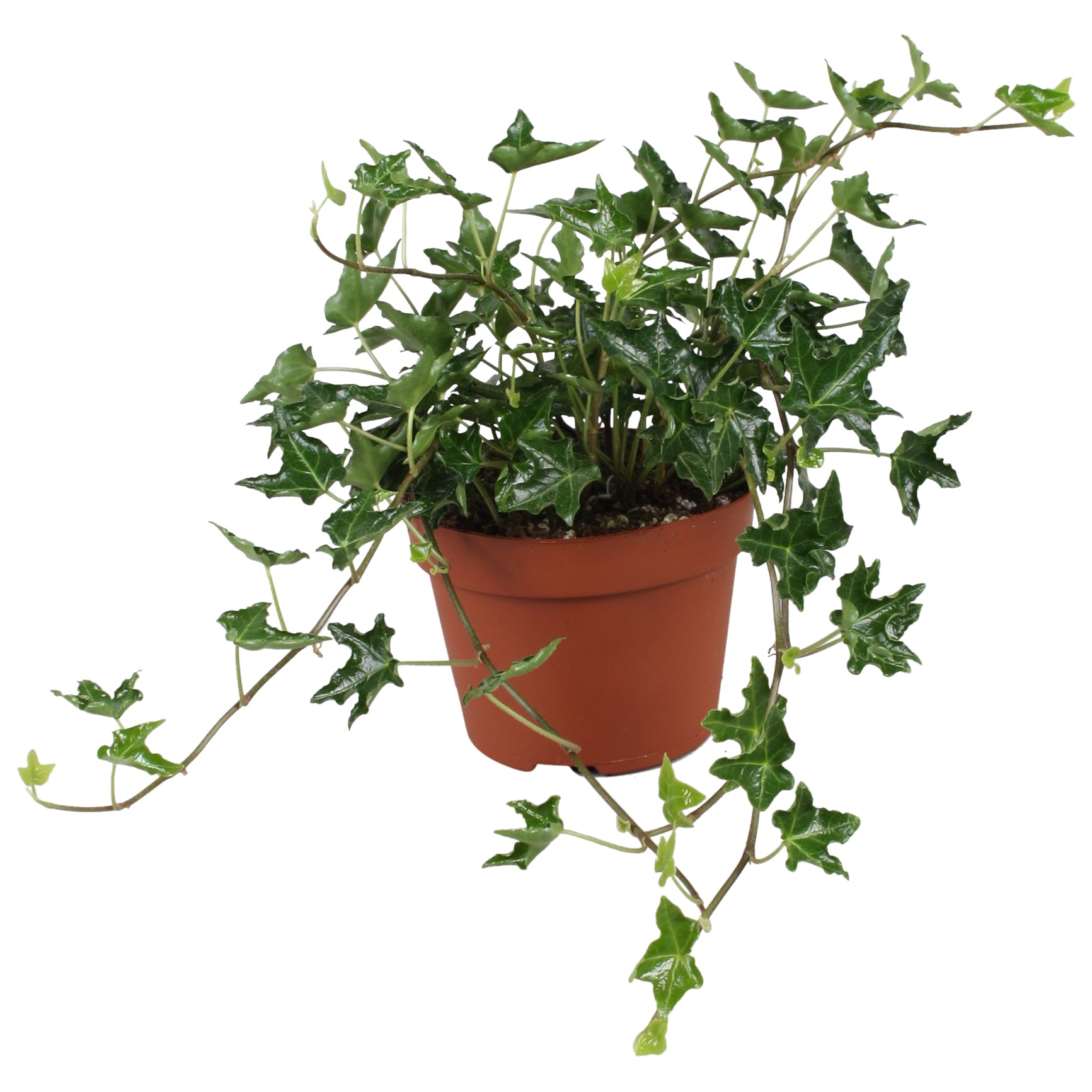Hedera helix Ivalace 13cm Pot