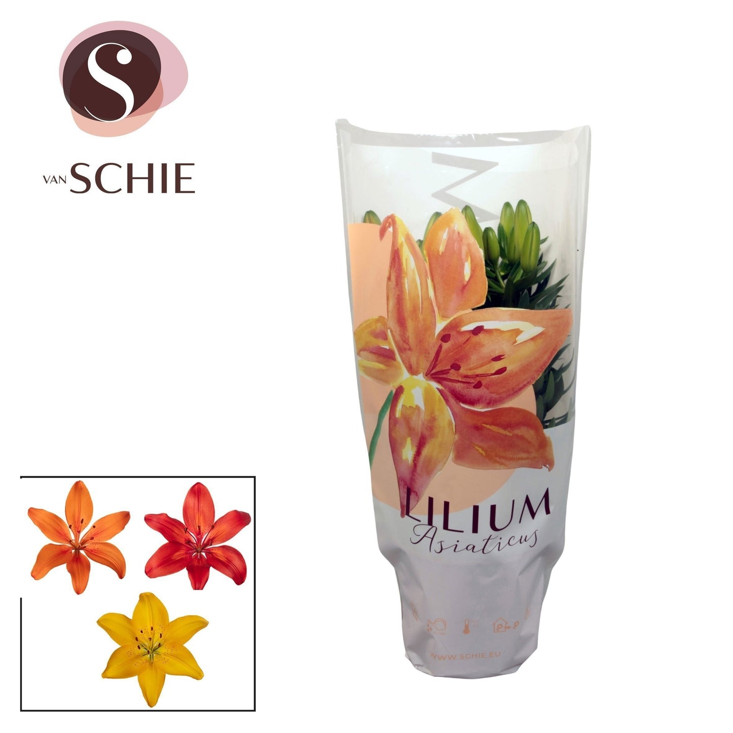 Schie Van Lilium Asiatic mix Pack of 9