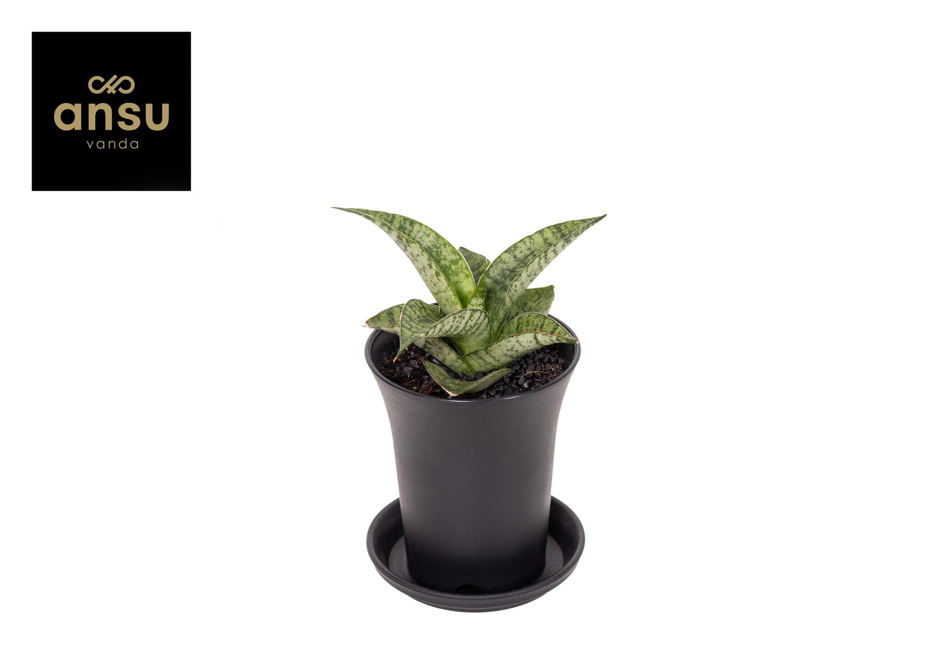 Ansu Sansevieria Pack of 9