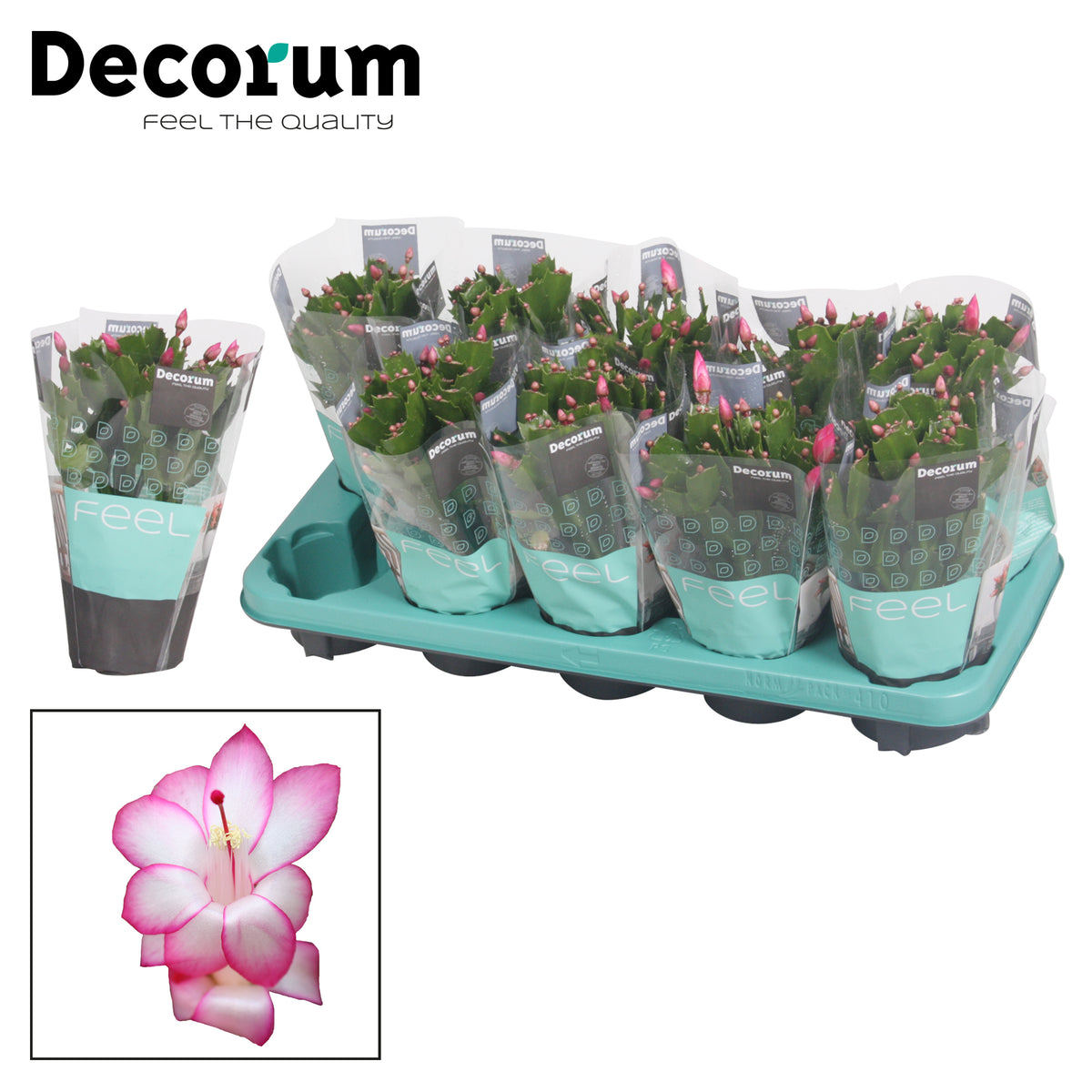 Schlumbergera purple 20cm 10.5cm Pot