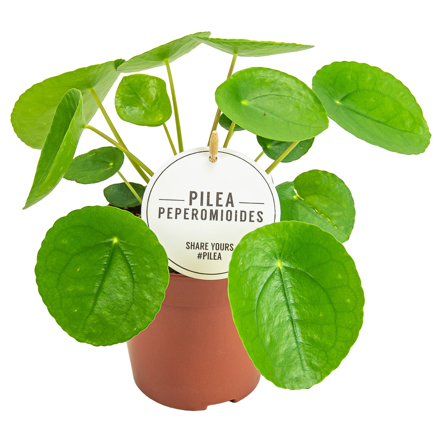 Pilea peperomioides 25cm 12cm Pot