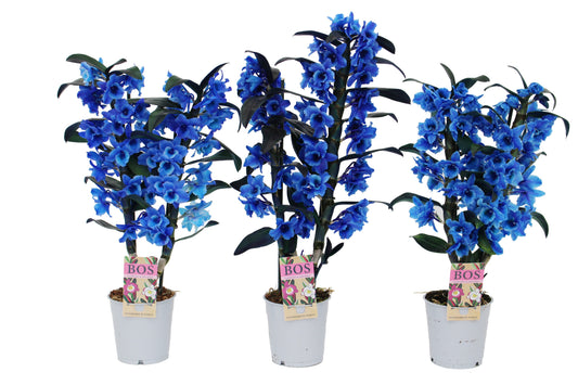 Dendrobium colour blue 50cm 12cm Pot