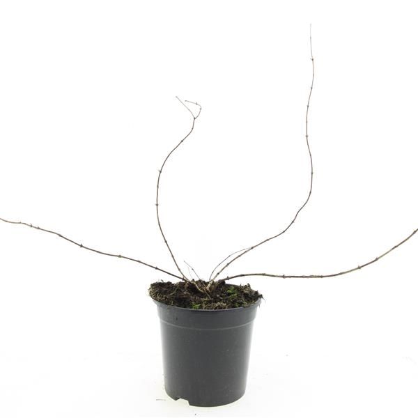Kolkwitzia amabilis 10cm 14cm Pot