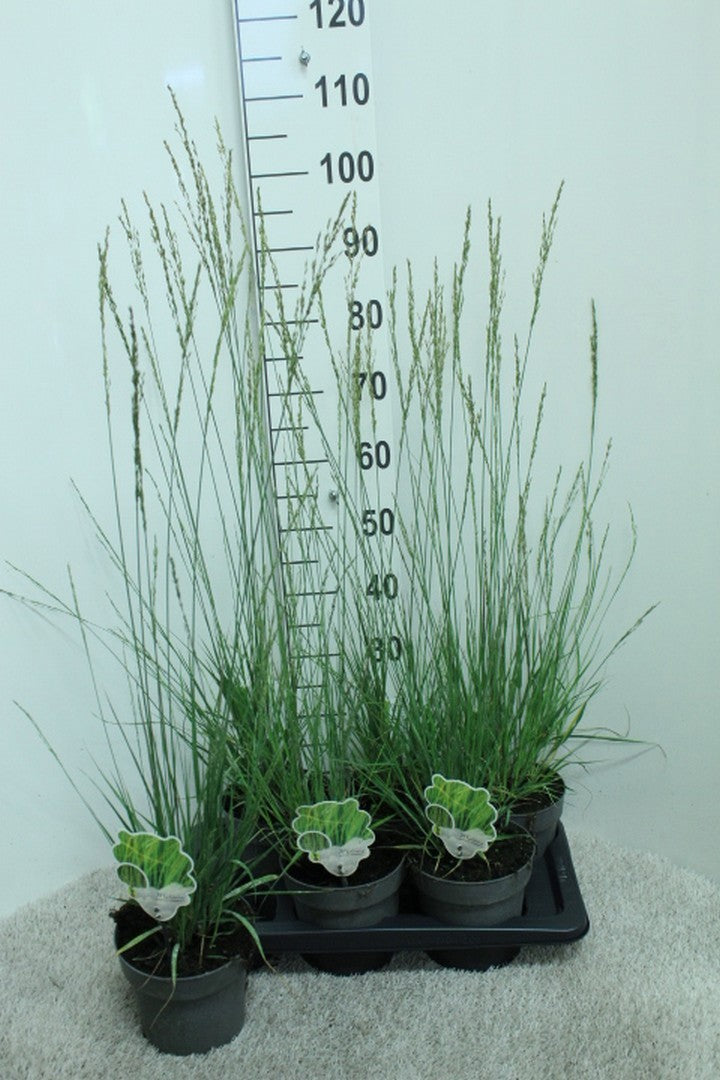 Molinia caerulea mix 100cm 17cm Pot