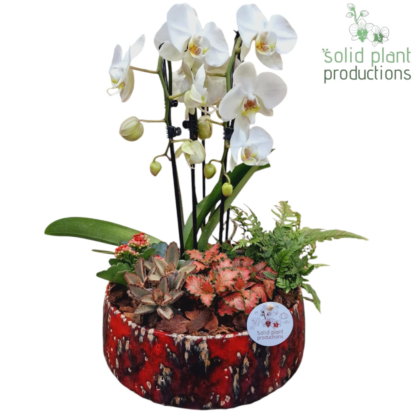 Solid Plant Productions PH106 Sophia Red Cascade Pack of 2