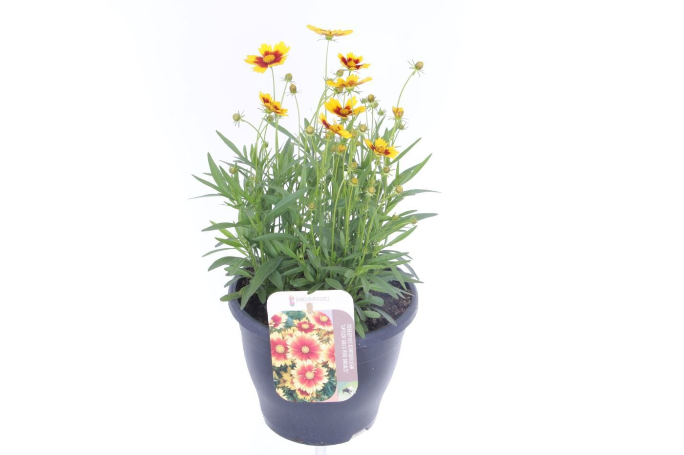 Coreopsis grandiflora 45cm 23cm Pot