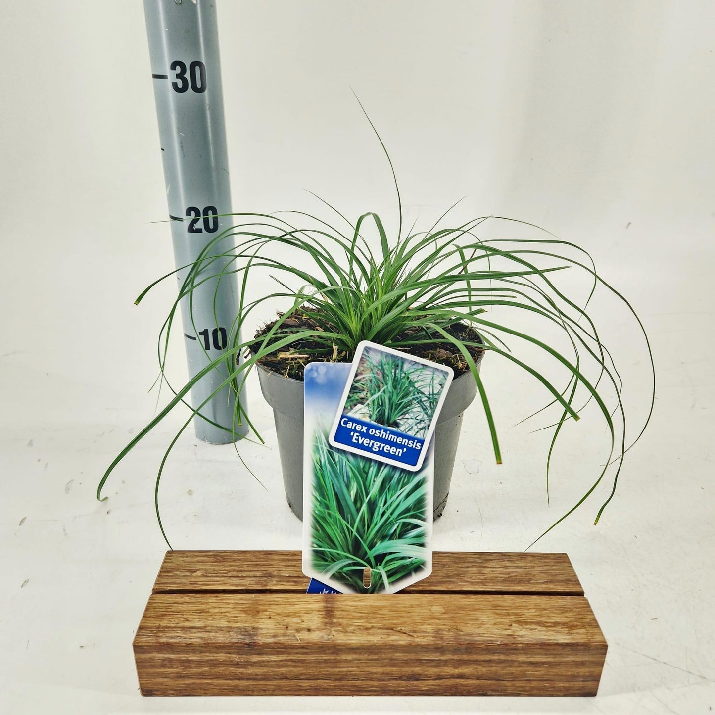 About Plants Zundert BV Carex Evergreen Pack of 1