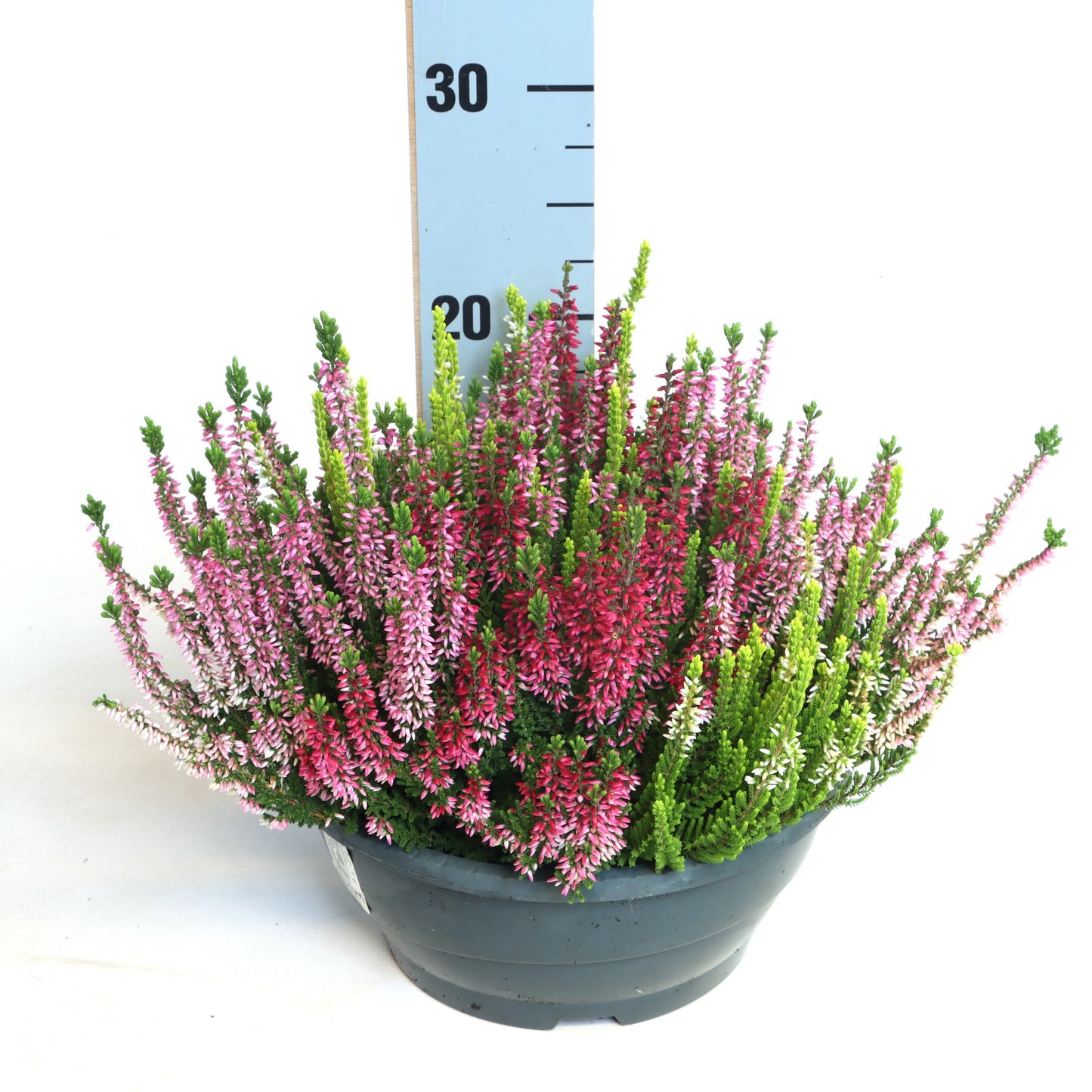 Calluna Beauty Ladies trio 25cm 23cm Pot