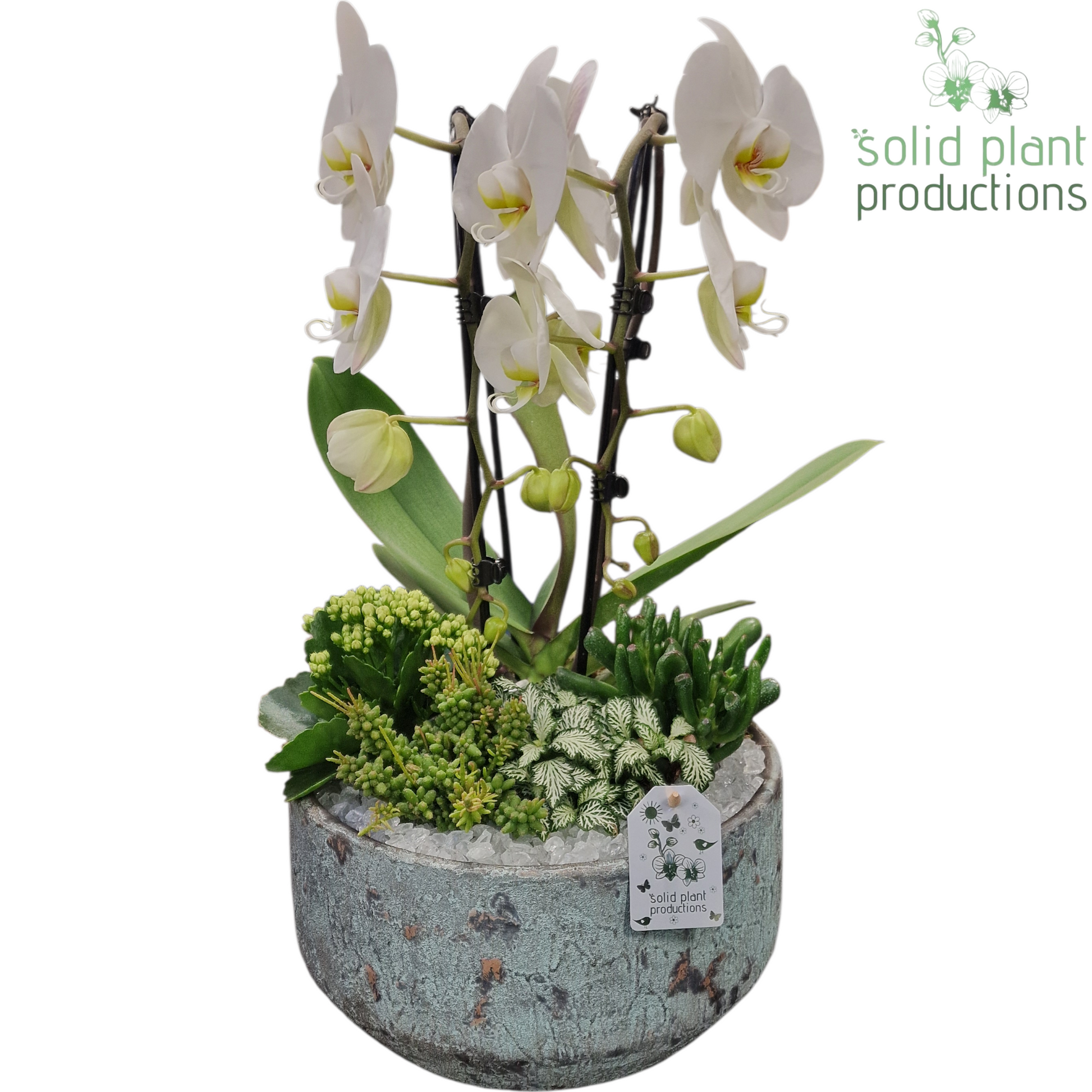 PH242 Maria Aqua Bowl 50cm 28cm Pot