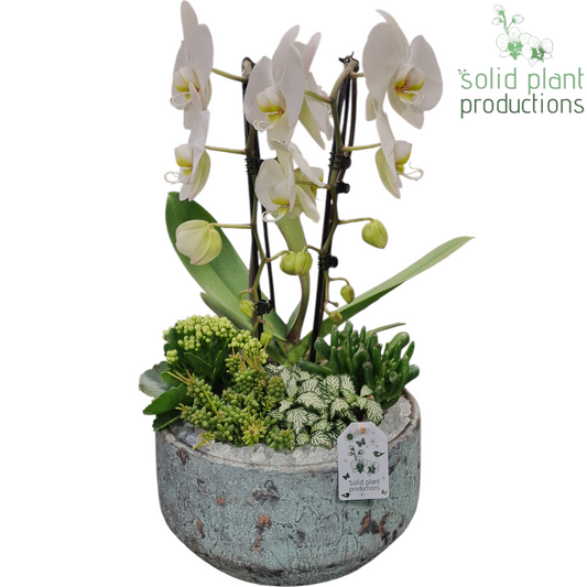 PH242 Maria Aqua Bowl 50cm 28cm Pot