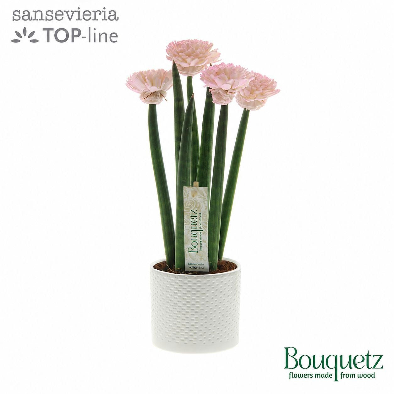 Sansevieria cylindrica 35cm 8.5cm Pot