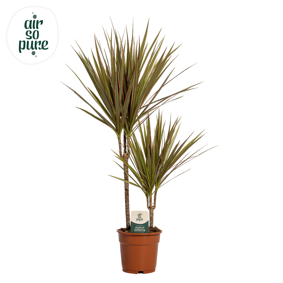 Dracaena Bicolor 75cm 17cm Pot