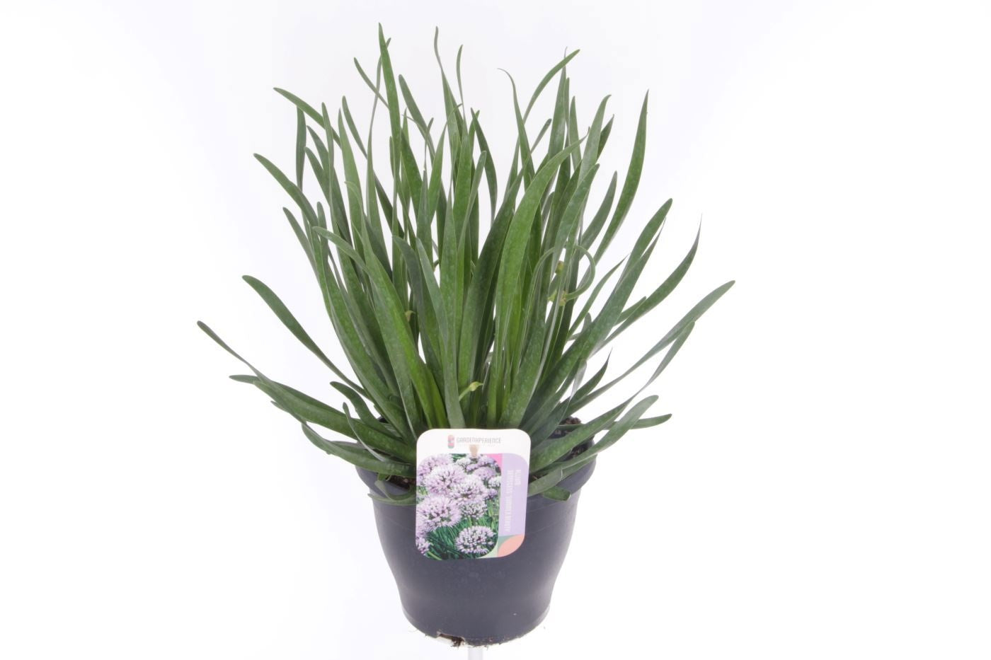 Allium mix 55cm 23cm Pot