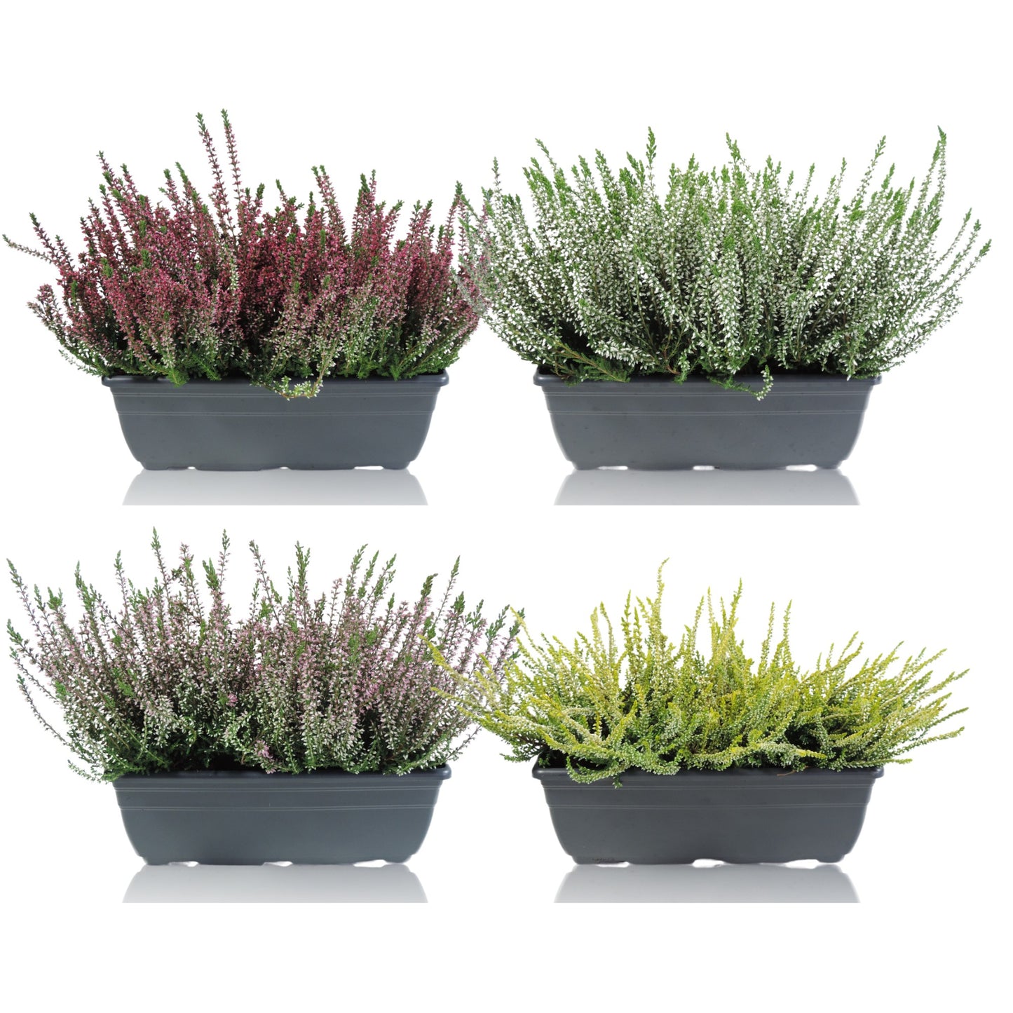 RS Potplants Calluna Garden Girls mix Pack of 4