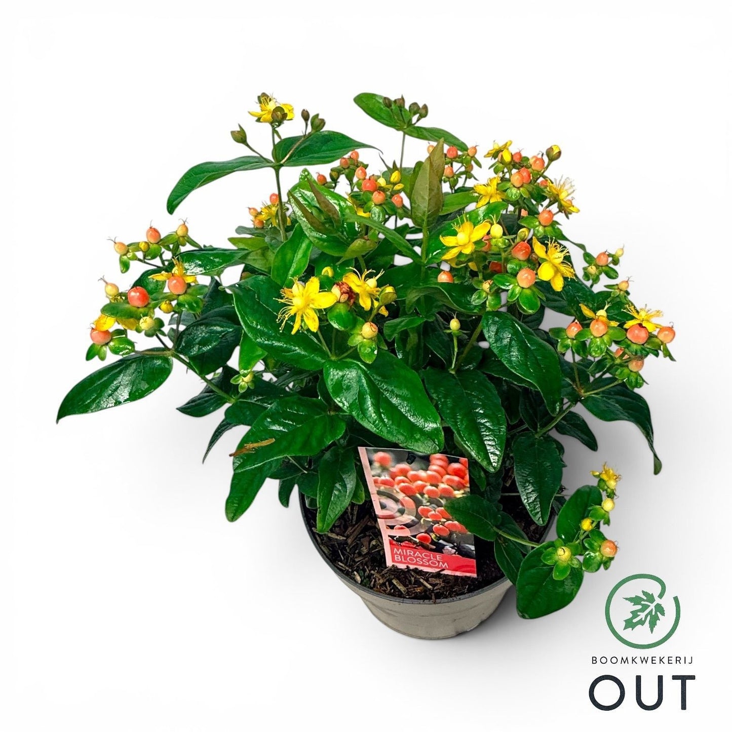 Hypericum Miracle Blossom 50cm 23cm Pot