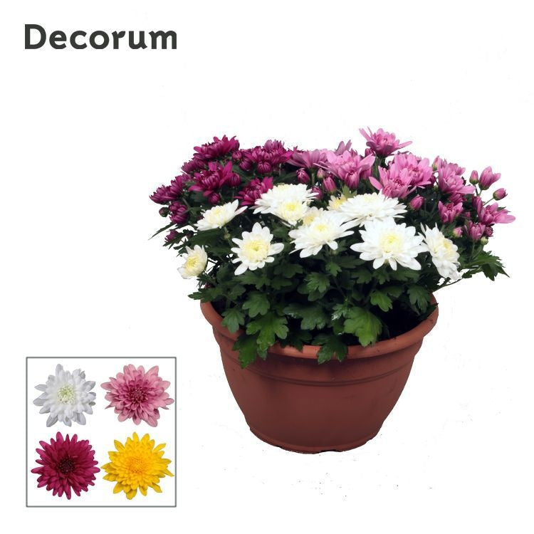 Chrysanthemum Chrystal mix 25cm 25cm Pot