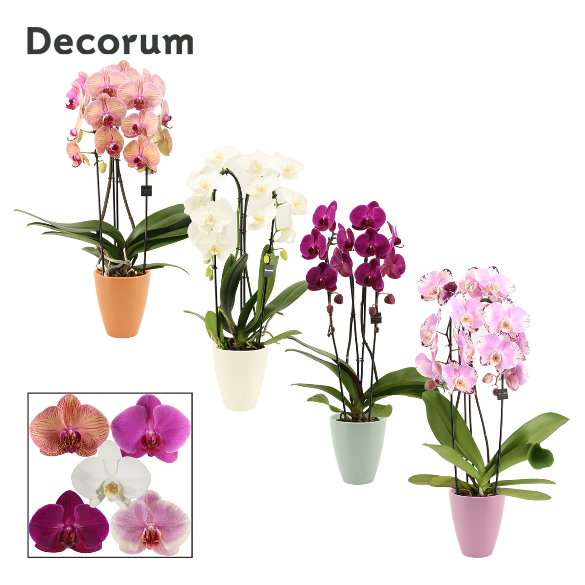 Phalaenopsis mix 55cm 12cm Pot