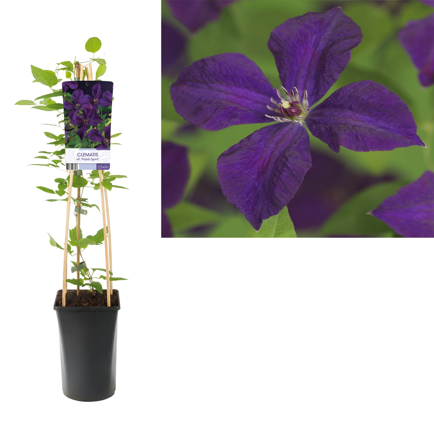 Clematis Polish Spirit 75cm 17cm Pot