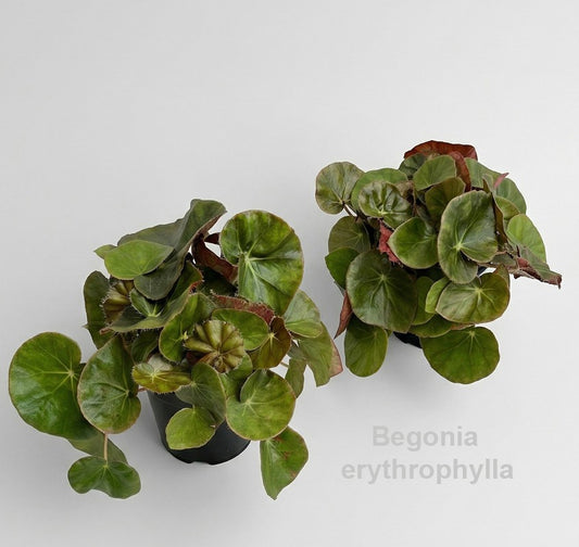 Begonia erythrophylla 25cm 14cm Pot
