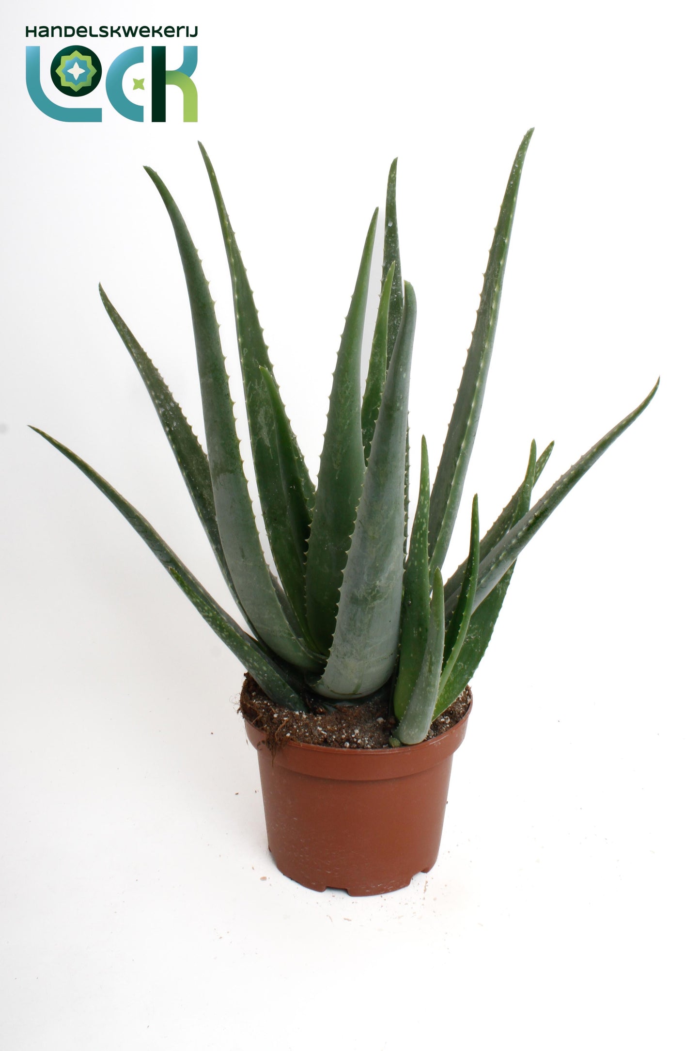 Lock, Handelskwekerij Aloe vera Pack of 3