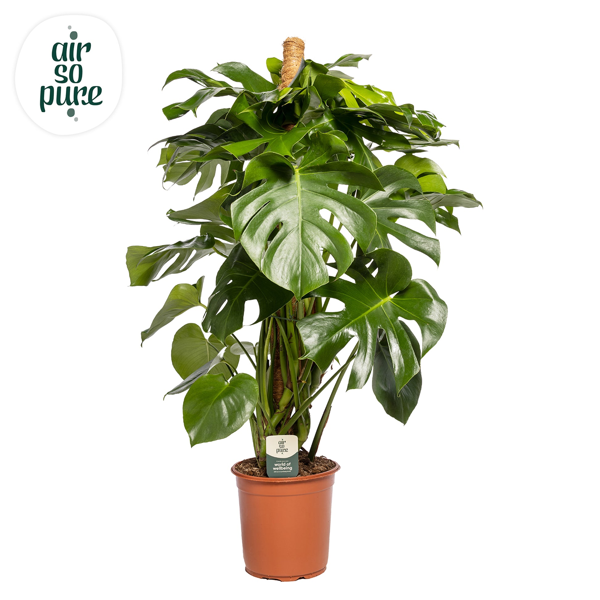 Monstera deliciosa 120cm 24cm Pot