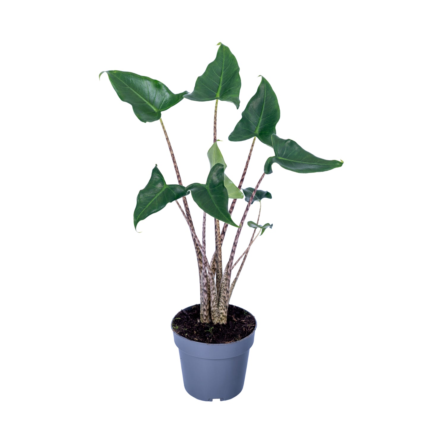 Ichtus Plants Alocasia Siberian Tiger Pack of 8