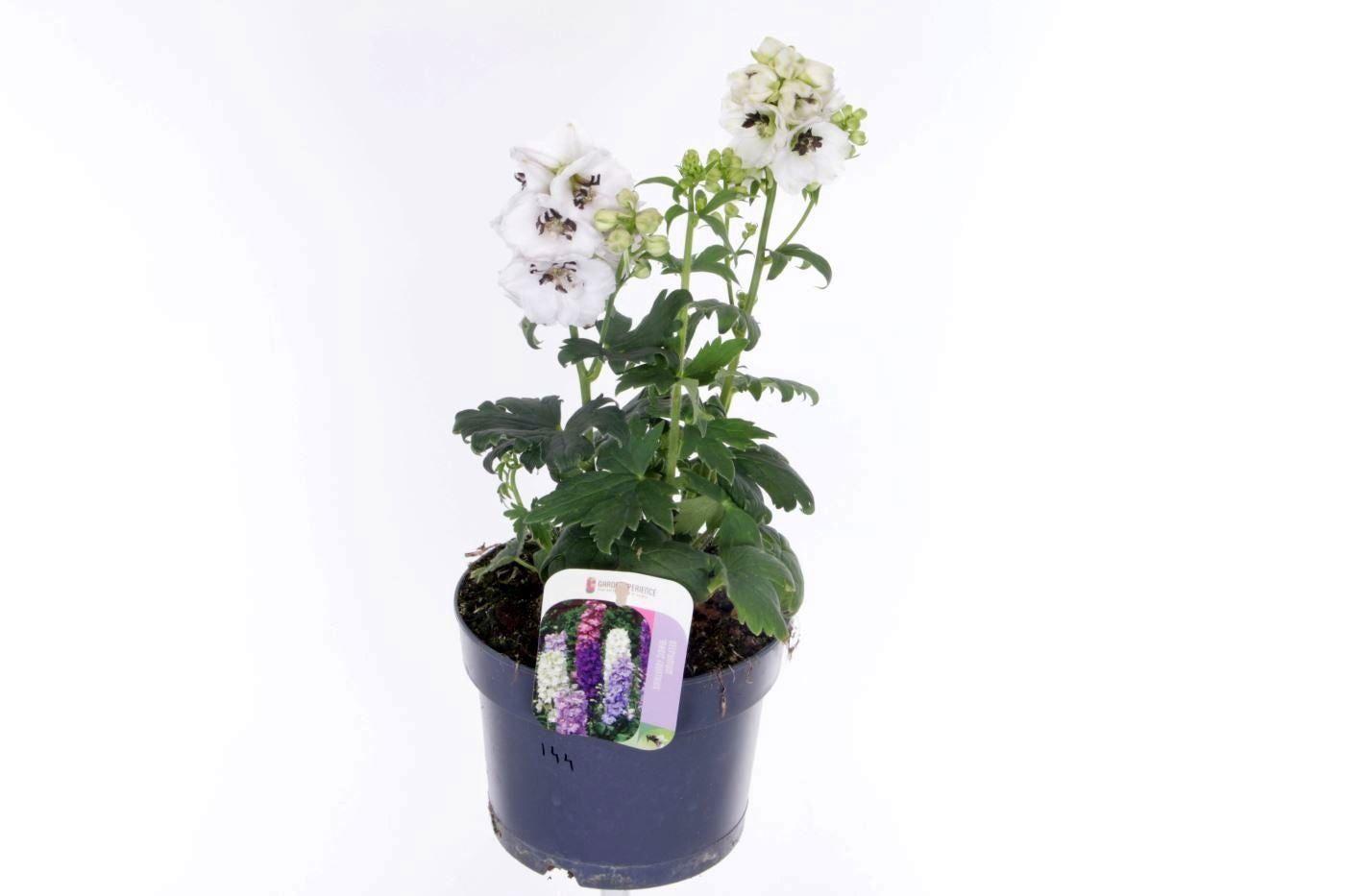 Delphinium Magic Fountains mix 40cm 17cm Pot