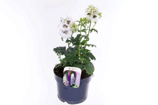 Delphinium Magic Fountains mix 40cm 17cm Pot