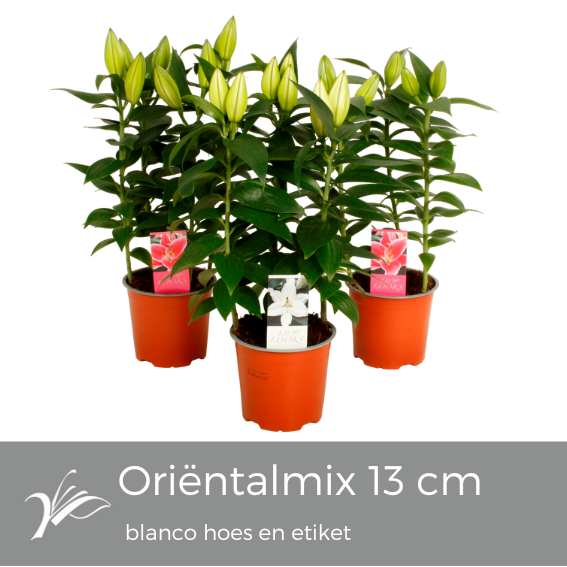 Lilium oriental mix 40cm 13cm Pot