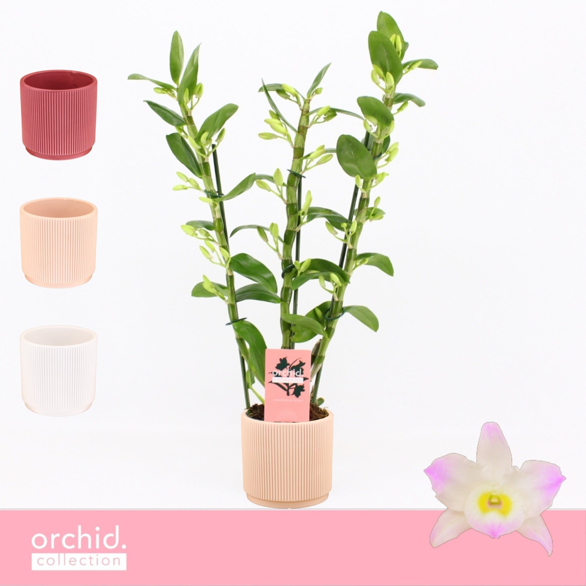 Dendrobium Kumiko 50cm 12cm Pot