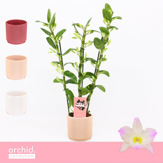 Dendrobium Kumiko 50cm 12cm Pot