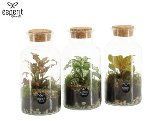 Glass Terrarium 90478 16cm 8cm Pot