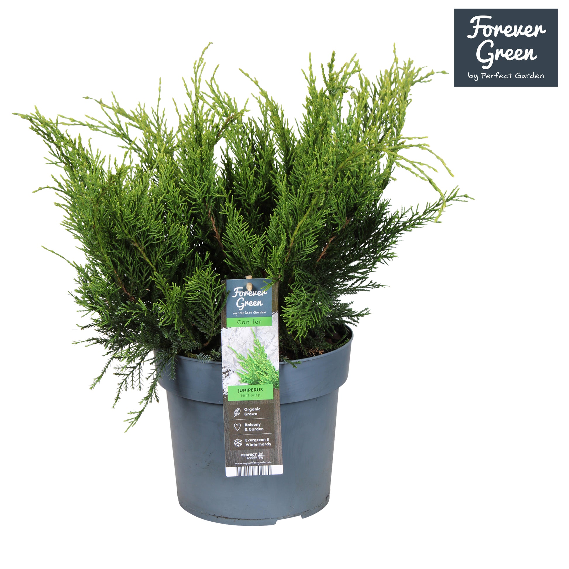 Juniperus Mint Julep 50cm 19cm Pot
